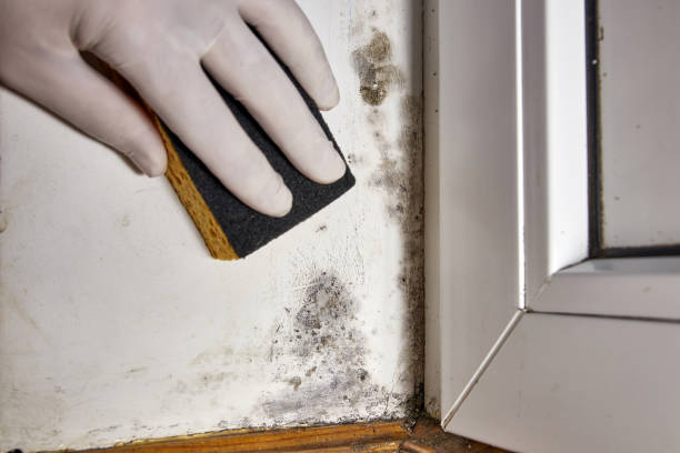 Mold Odor Removal Services in Montague, MI